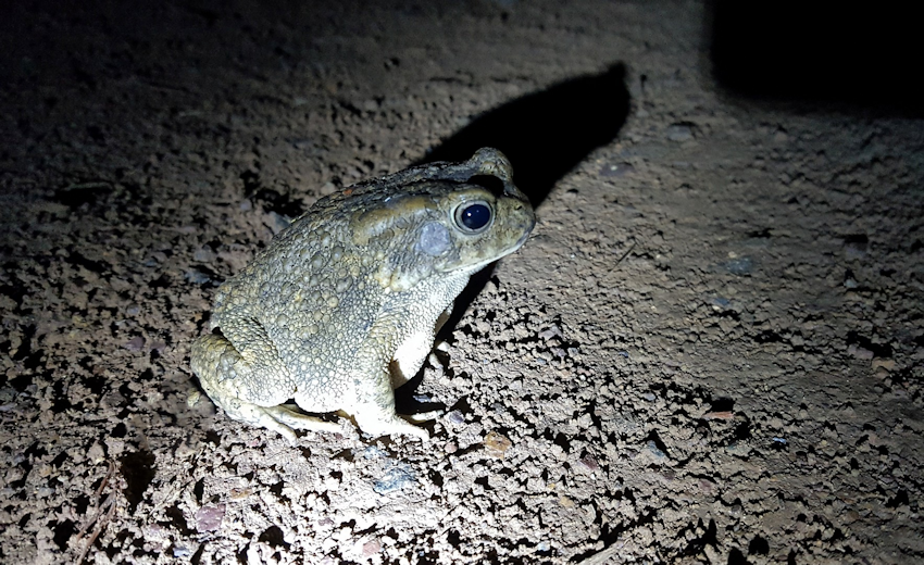 Frog on the road, used my torch to light him up when doing late night sheep rounds